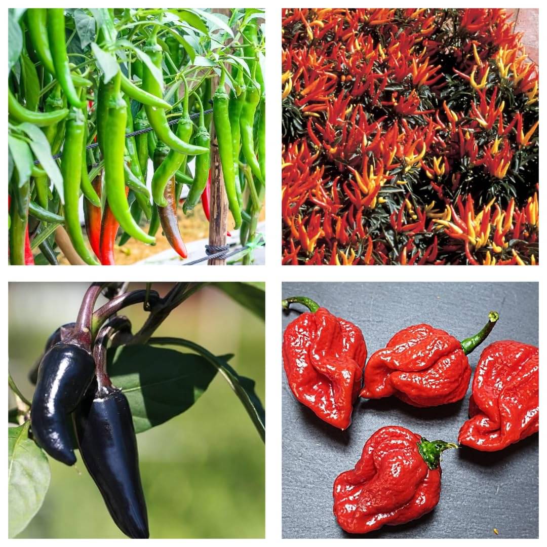     			OLD STORE Chilli Vegetable ( 60 Seeds )