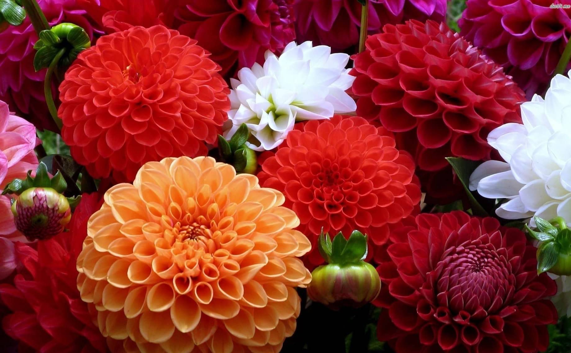 OLD STORE Dahlia Mixed Flower ( 100 Seeds ) OLD STORE Dahlia Mixed Flower ( 100 Seeds )