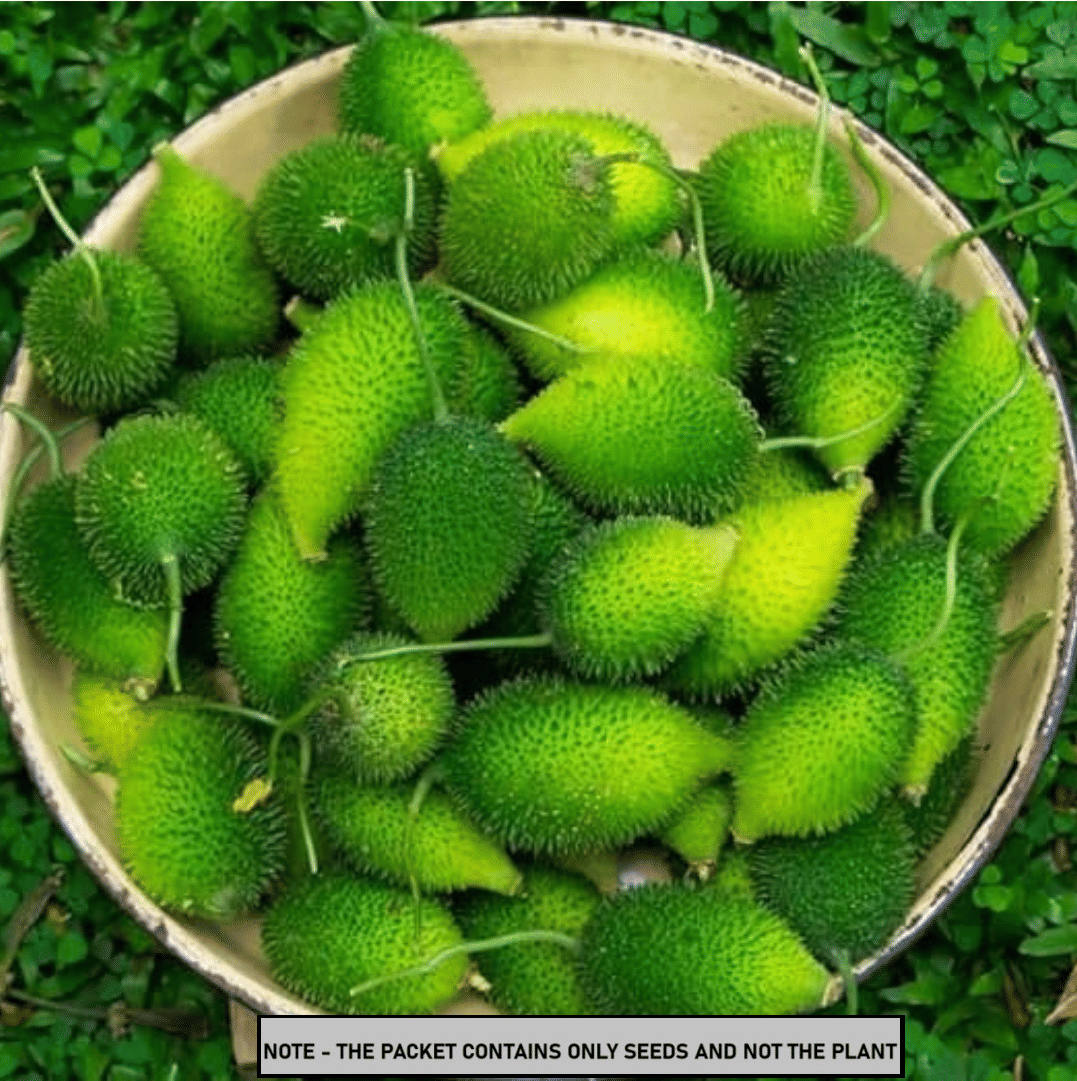 OLD STORE Kantola Vegetable ( 20 Seeds ) OLD STORE Kantola Vegetable ( 20 Seeds )