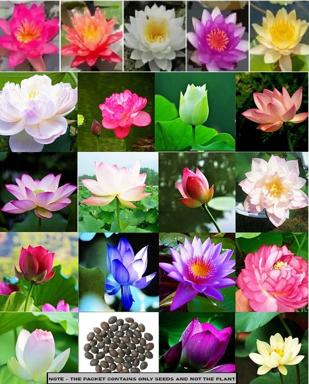 OLD STORE Lotus Flower ( 20 Seeds ) OLD STORE Lotus Flower ( 20 Seeds )