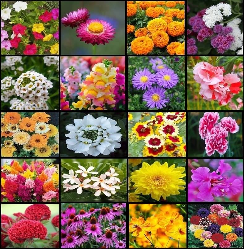 OLD STORE Mixed Flower ( 300 Seeds ) OLD STORE Mixed Flower ( 300 Seeds )