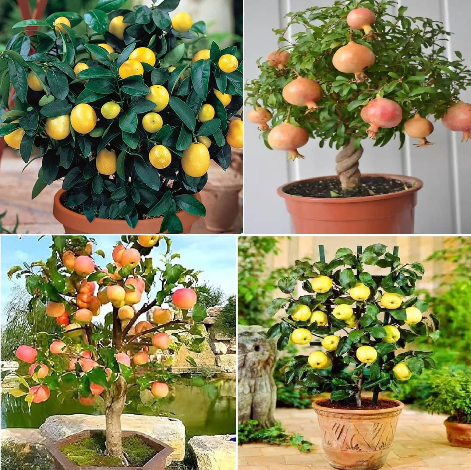     			OLD STORE Mixed Fruit ( 60 Seeds )