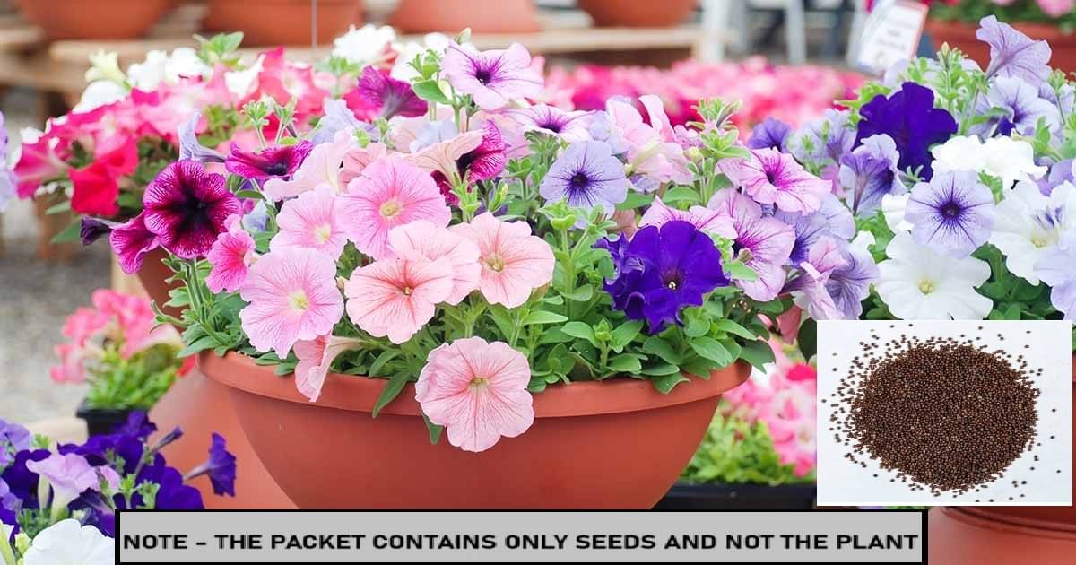 OLD STORE Petunia Mixed Flower ( 150 Seeds ) OLD STORE Petunia Mixed Flower ( 150 Seeds )
