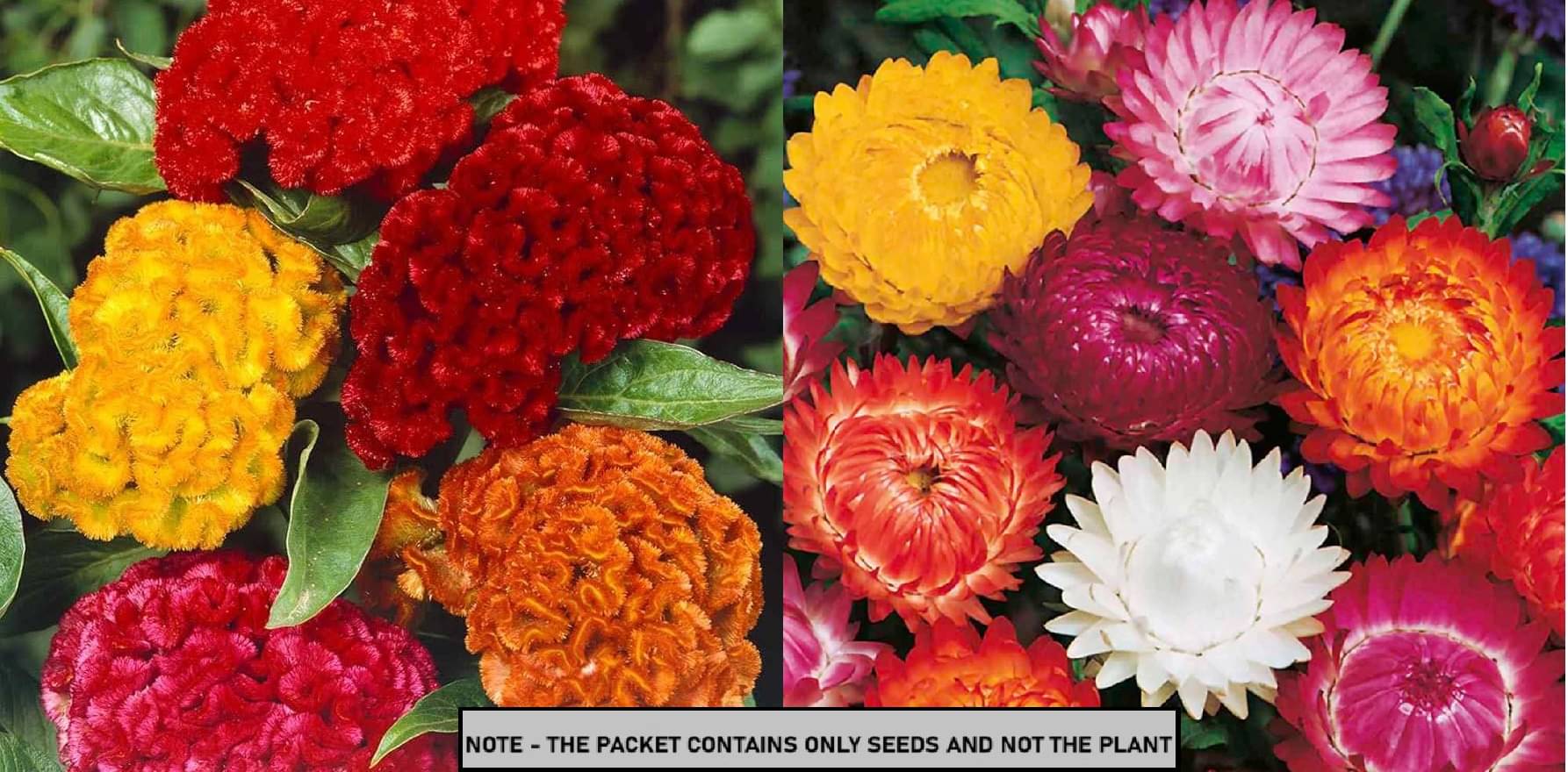 SEED EVOLUTION Mixed Flower ( 100 Seeds ) SEED EVOLUTION Mixed Flower ( 100 Seeds )