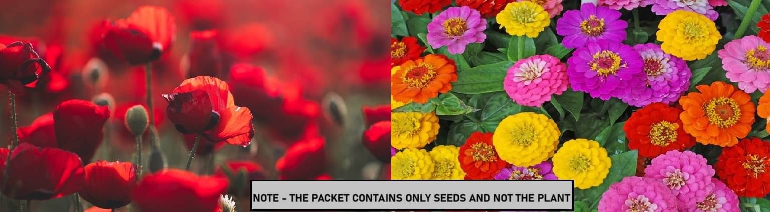 SEED EVOLUTION Mixed Flower ( 30 Seeds )     			SEED EVOLUTION Mixed Flower ( 30 Seeds )