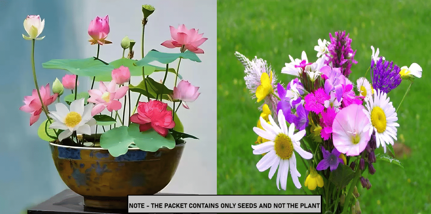 SEED EVOLUTION Mixed Flower ( 40 Seeds ) SEED EVOLUTION Mixed Flower ( 40 Seeds )
