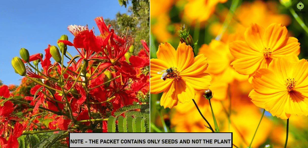     			SEED EVOLUTION Mixed Flower ( 45 Seeds )