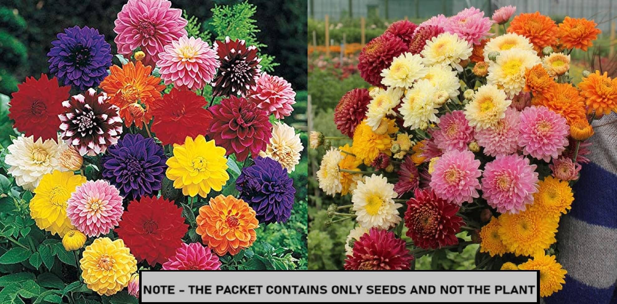     			SEED EVOLUTION Mixed Flower ( 60 Seeds )