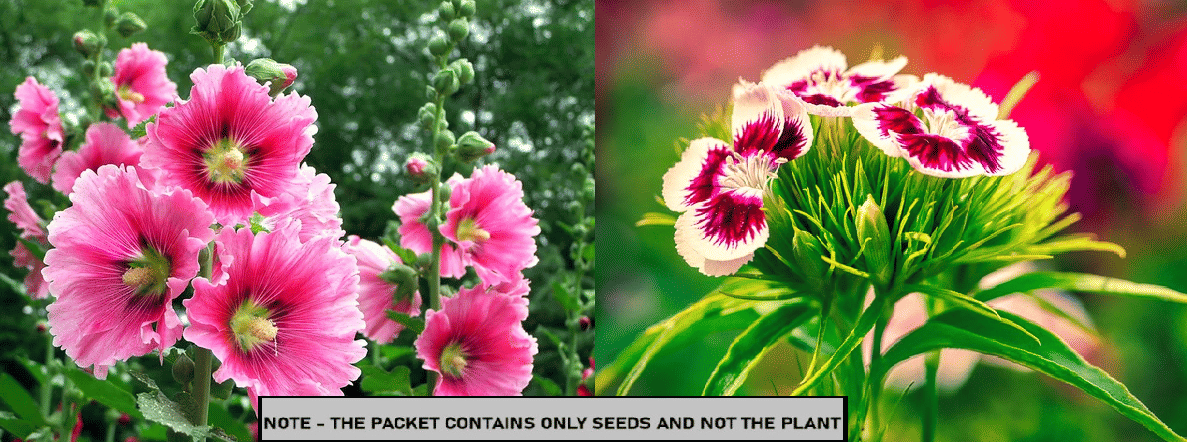     			SEED EVOLUTION Mixed Flower ( 60 Seeds )