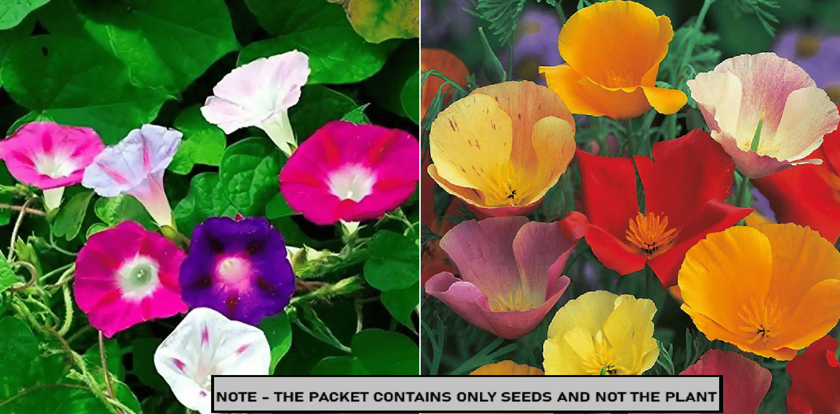     			SEED EVOLUTION Mixed Flower ( 60 Seeds )