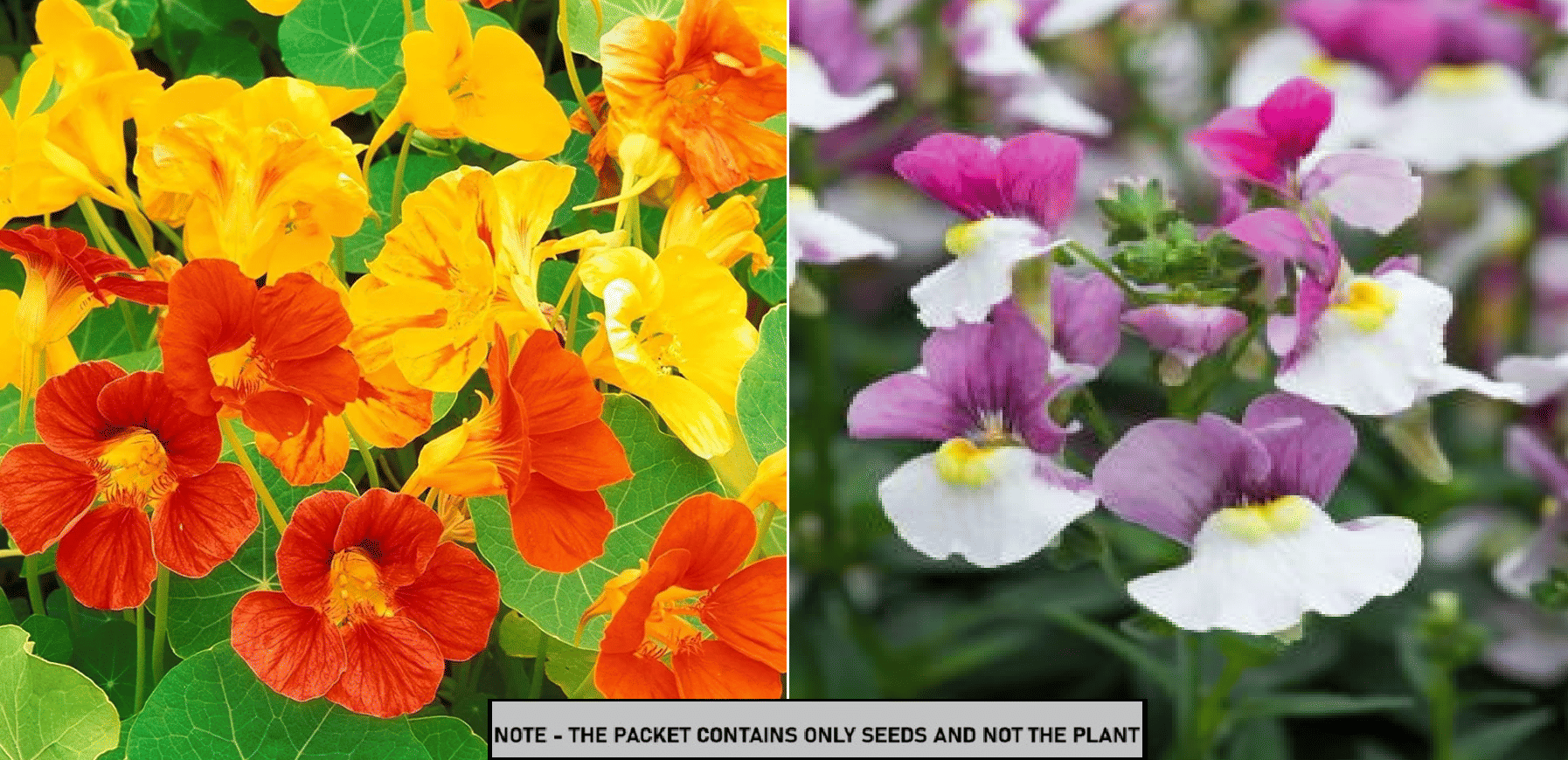     			SEED EVOLUTION Mixed Flower ( 60 Seeds )