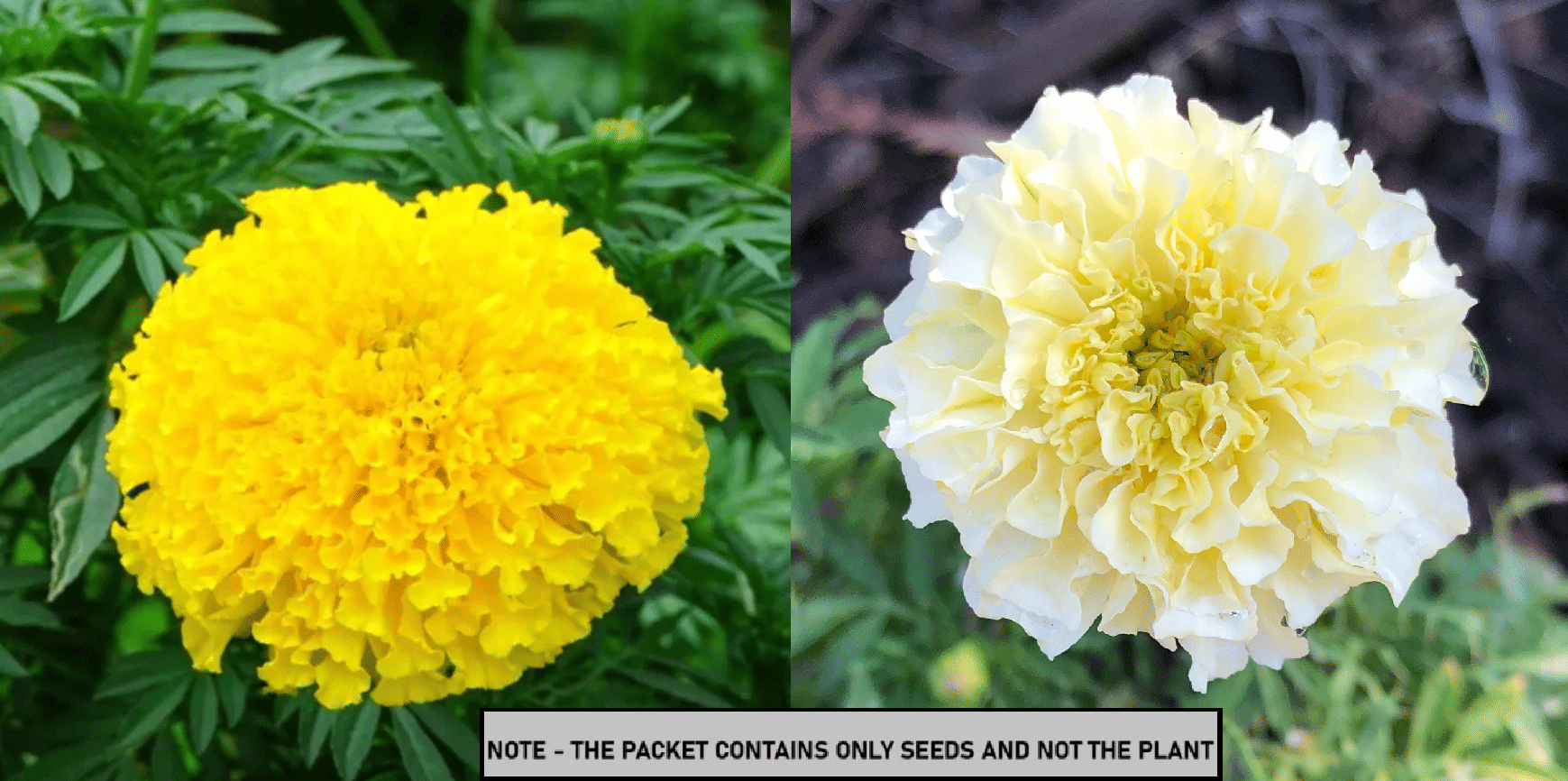 SEED EVOLUTION Mixed Flower ( 60 Seeds ) SEED EVOLUTION Mixed Flower ( 60 Seeds )