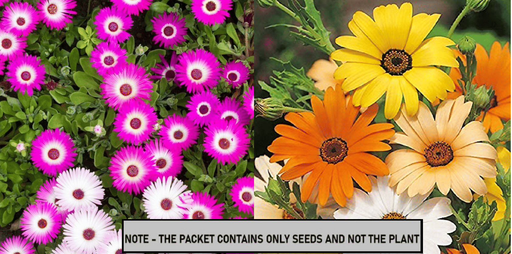 SEED EVOLUTION Mixed Flower ( 80 Seeds ) SEED EVOLUTION Mixed Flower ( 80 Seeds )