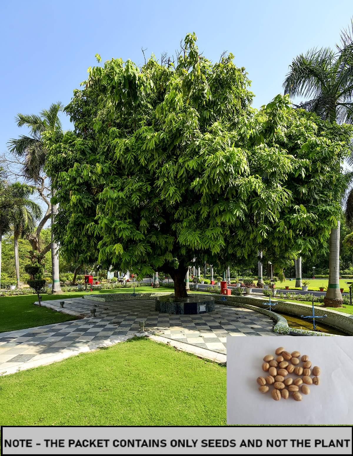     			SEED EVOLUTION Hybrid Plant ( 20 Seeds )