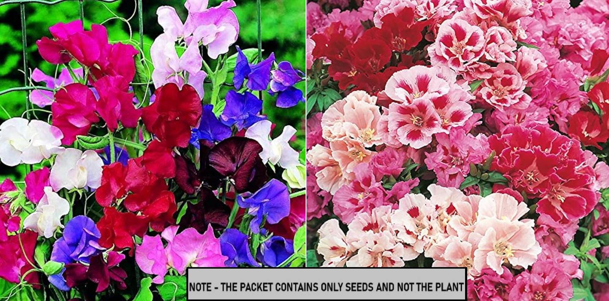     			SEED EVOLUTION Mixed Flower ( 50 Seeds )