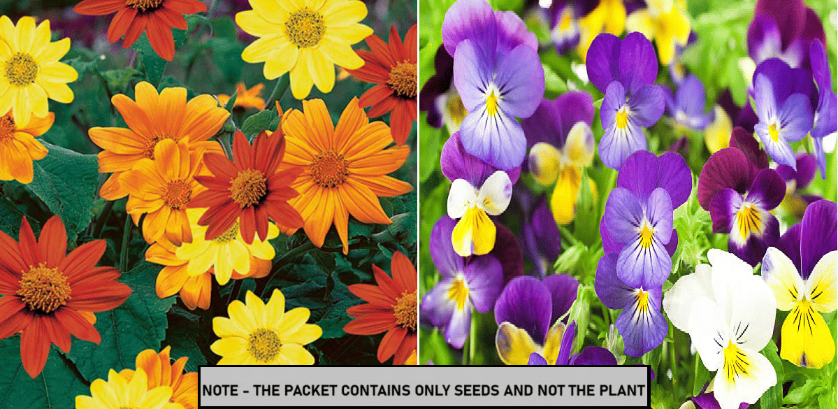 SEED EVOLUTION Mixed Flower ( 60 Seeds ) SEED EVOLUTION Mixed Flower ( 60 Seeds )