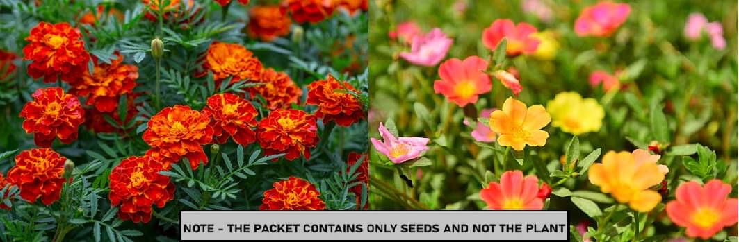     			SEED EVOLUTION Mixed Flower ( 80 Seeds )
