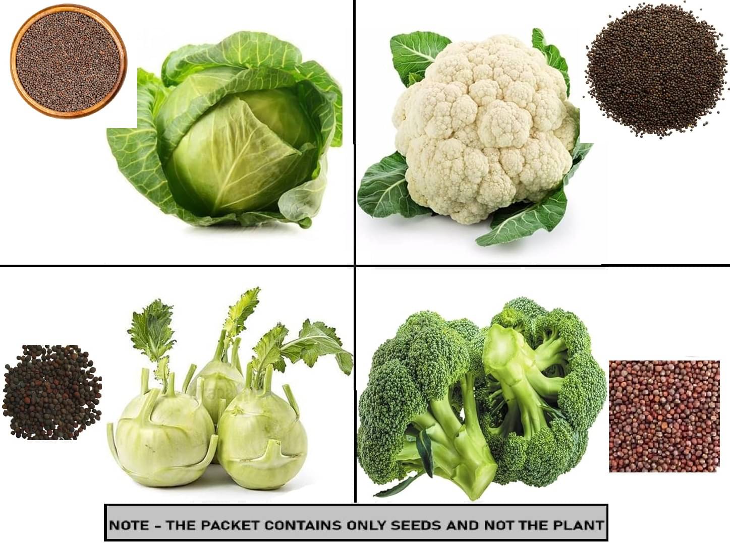 SEED EVOLUTION Mixed Vegetable ( 100 Seeds ) SEED EVOLUTION Mixed Vegetable ( 100 Seeds )