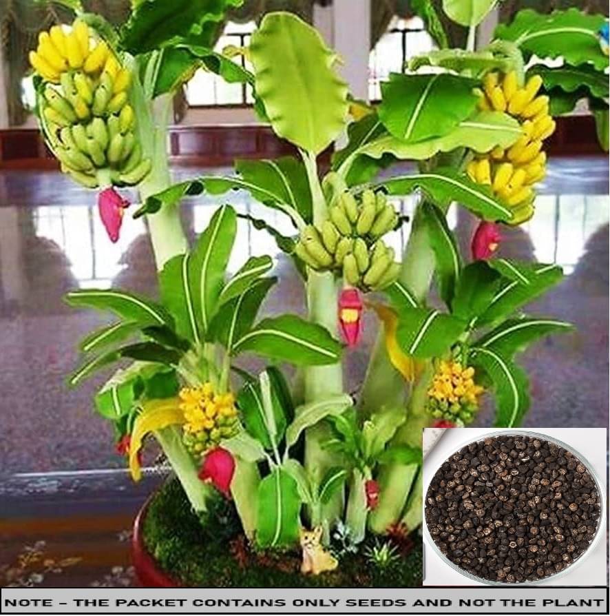 SEED EVOLUTION Organic Fruit ( 30 Seeds ) SEED EVOLUTION Organic Fruit ( 30 Seeds )
