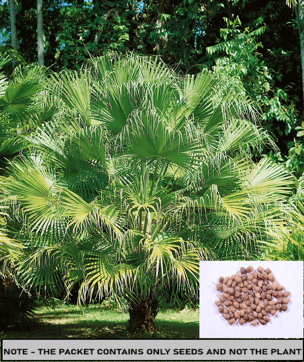 SEED EVOLUTION Palm Tree Plant ( 20 Seeds ) SEED EVOLUTION Palm Tree Plant ( 20 Seeds )