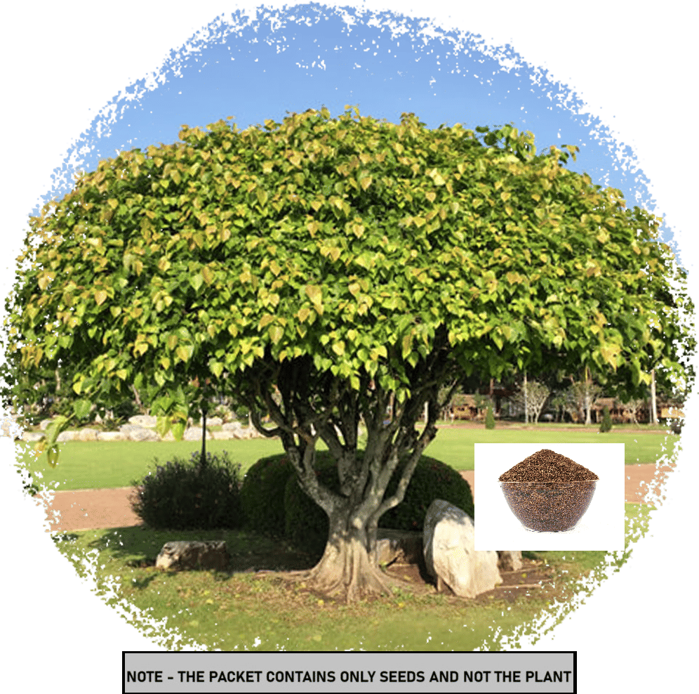     			SEED EVOLUTION Pipal Plant ( 3000 Seeds )