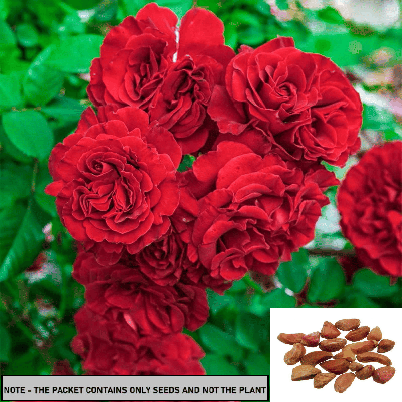 SEED EVOLUTION Tuberose Flower ( 30 Seeds )     			SEED EVOLUTION Tuberose Flower ( 30 Seeds )