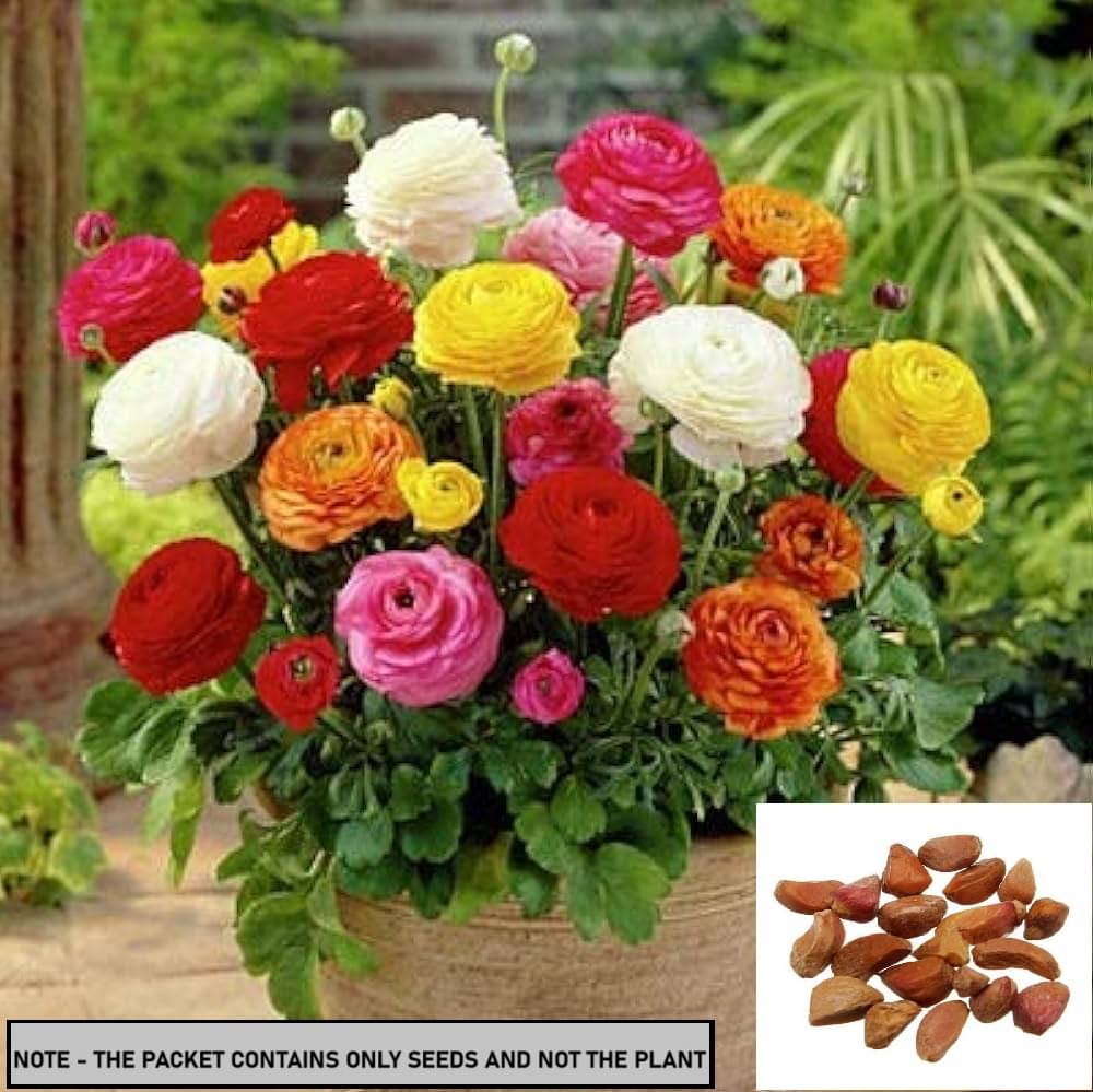    			SEED EVOLUTION Mixed Flower ( 50 Seeds )