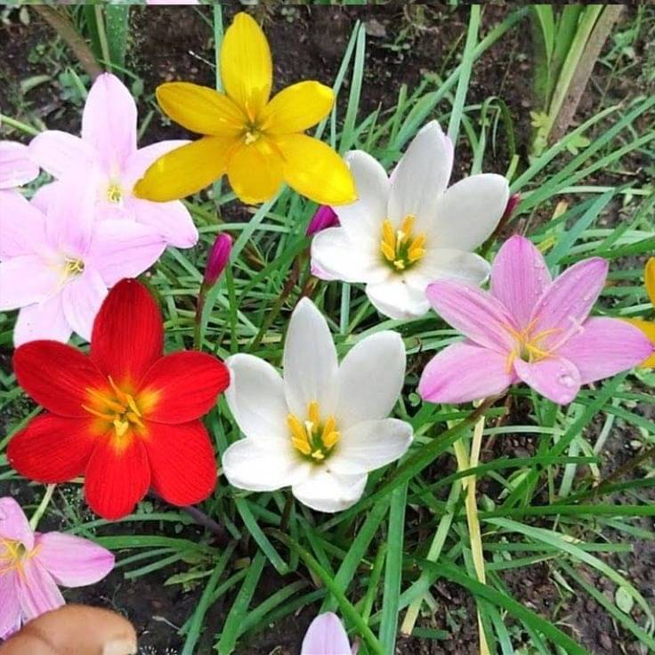     			LiveNature Lily Flower ( 6 Seeds )