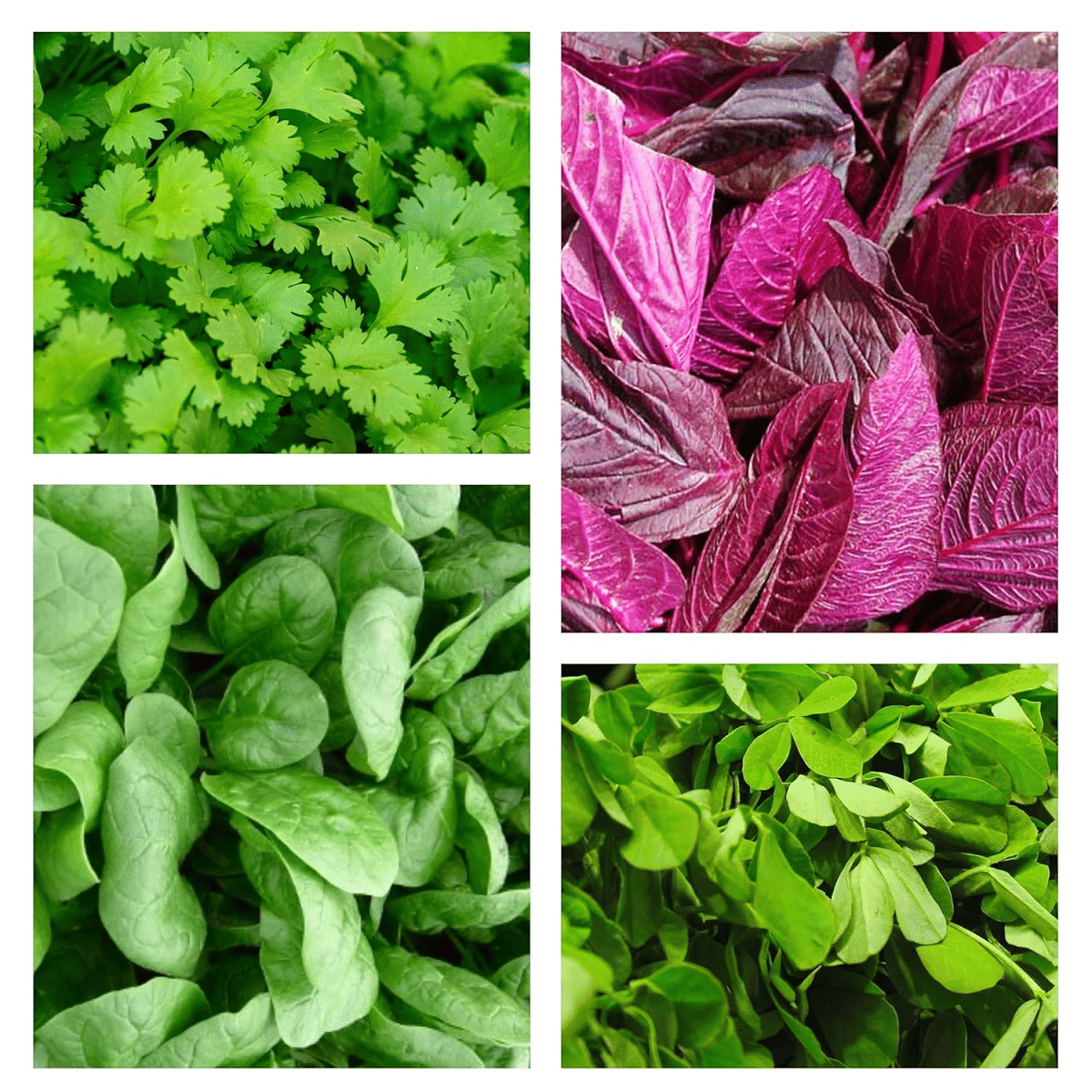     			Vedhahi Mixed Vegetable ( 40 Seeds )
