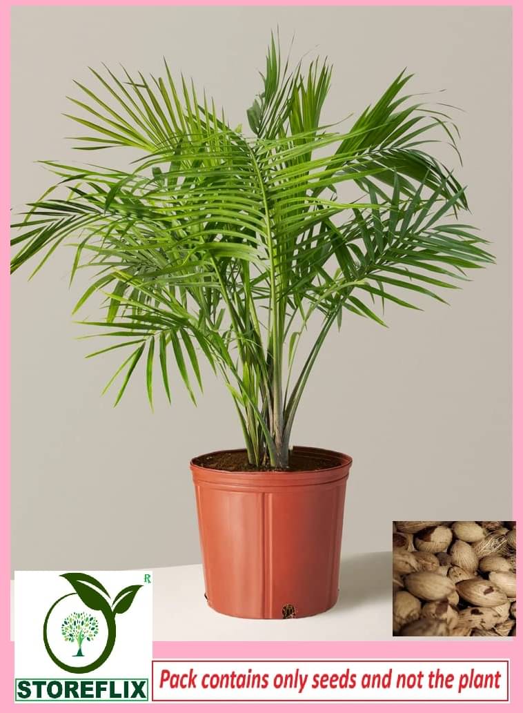     			STOREFLIX Areca palm Plant ( 20 Seeds )
