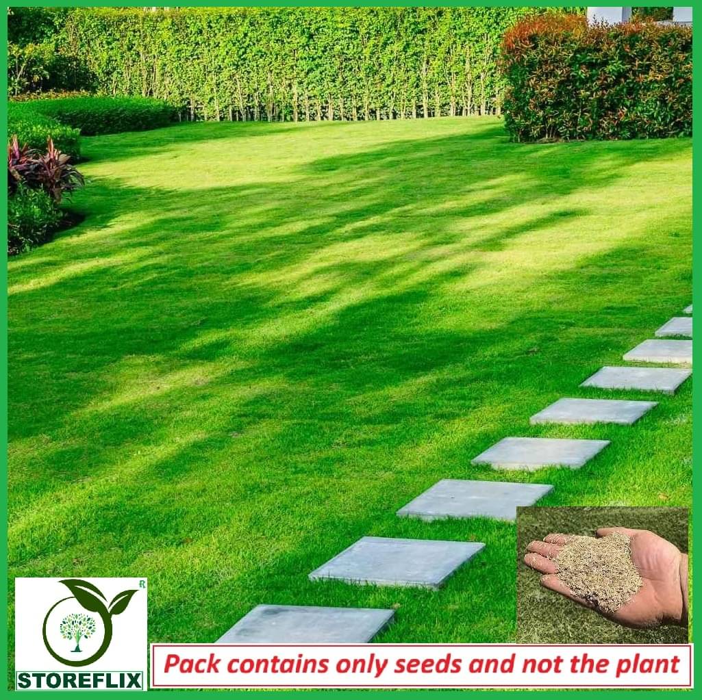     			STOREFLIX Bermuda Grass ( 3000 Seeds )
