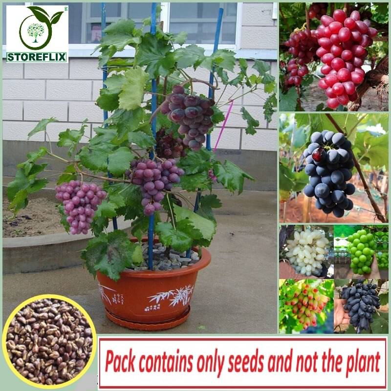     			STOREFLIX Grapes Fruit ( 50 Seeds )