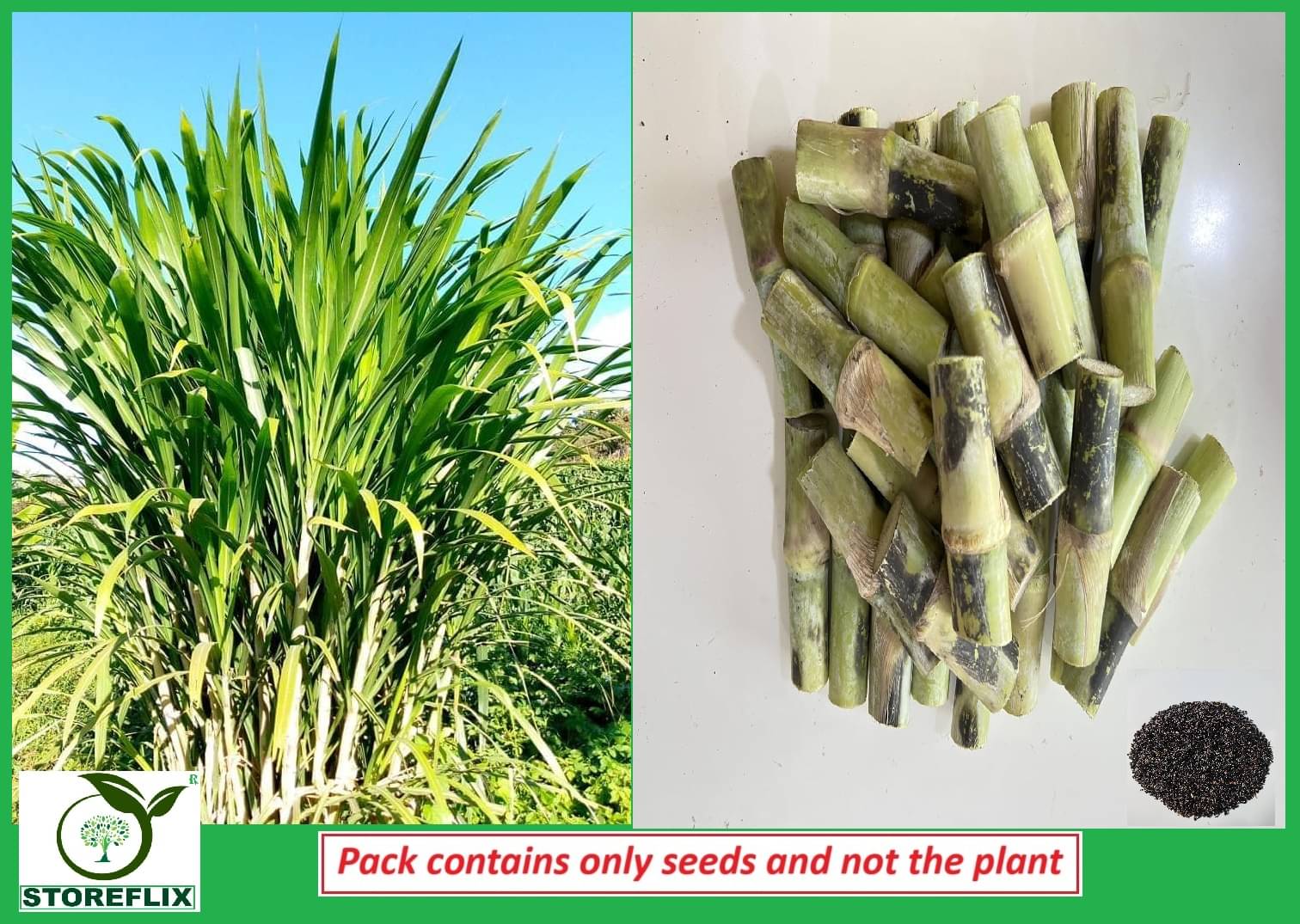     			STOREFLIX Jumbo Grass Grass ( 1000 Seeds )