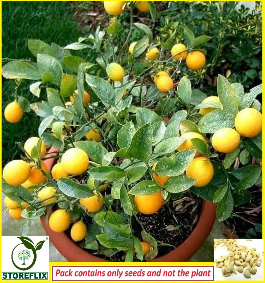     			STOREFLIX Kagzi Lemon Fruit ( 20 Seeds )