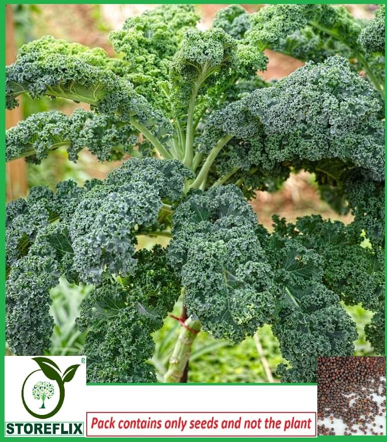     			STOREFLIX Kale Flower ( 150 Seeds )