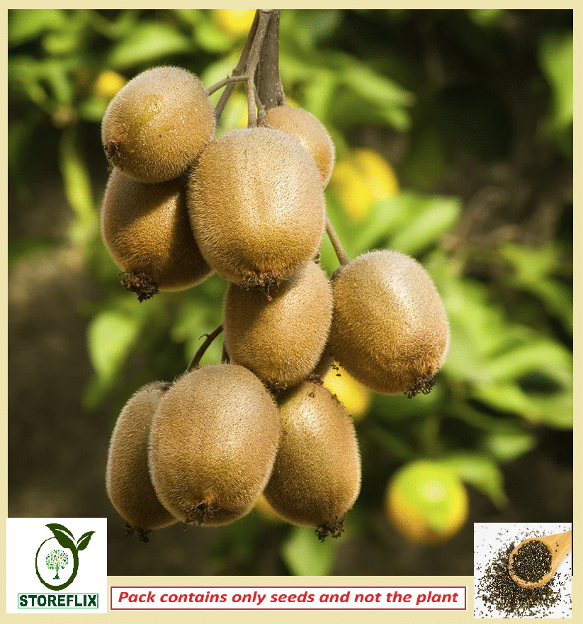 STOREFLIX Kiwi Fruit plant  100 seeds pack for home kitchen gardening     			STOREFLIX Kiwi Fruit plant  100 seeds pack for home kitchen gardening