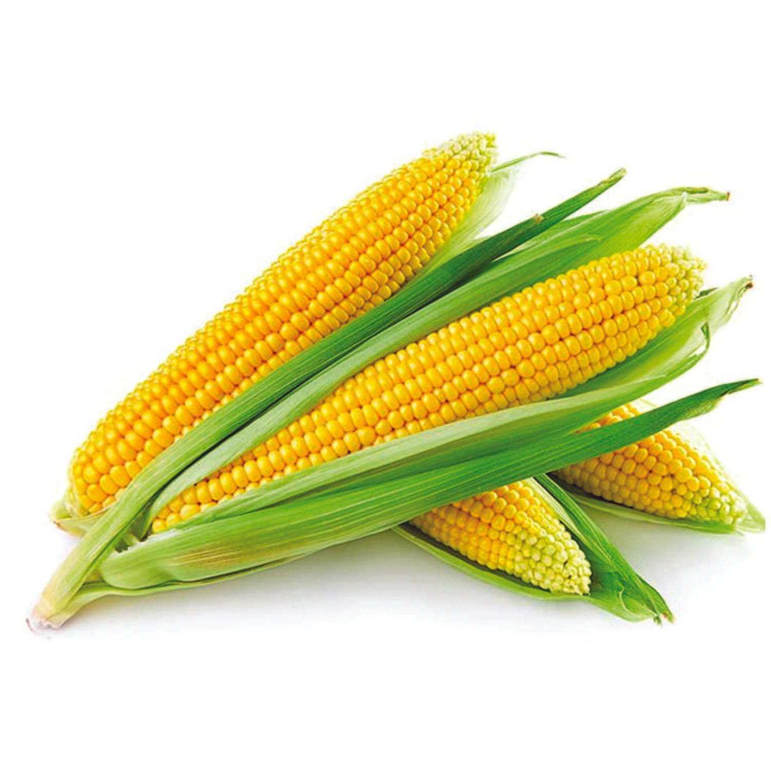    			DECORPLIX Corn Fruit ( 80 Seeds )