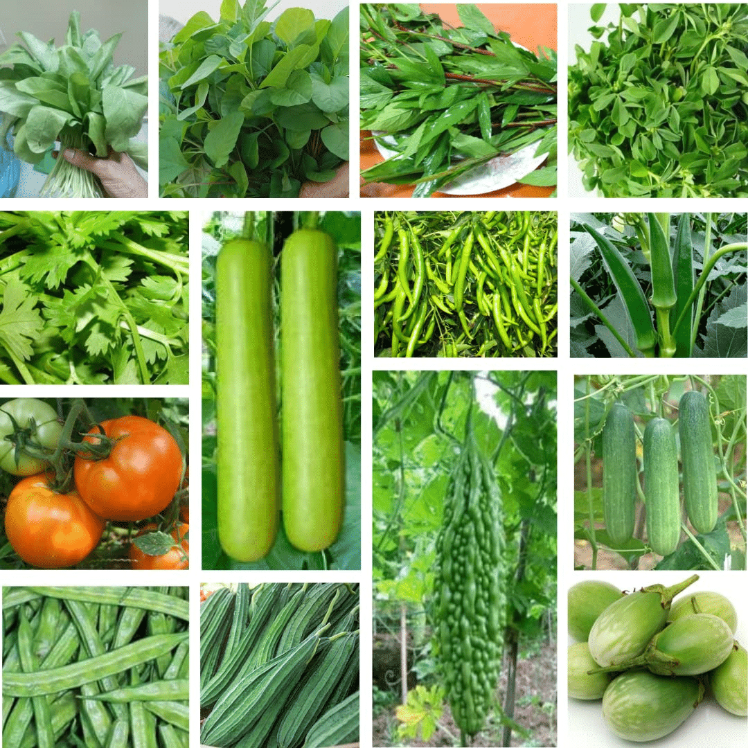    			Vedhahi Mixed Vegetable 14 Varieties ( 140 Seeds )