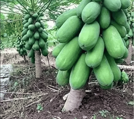    			Hybrid Papaya (Red Lady) Fruit ( 200 Seeds )