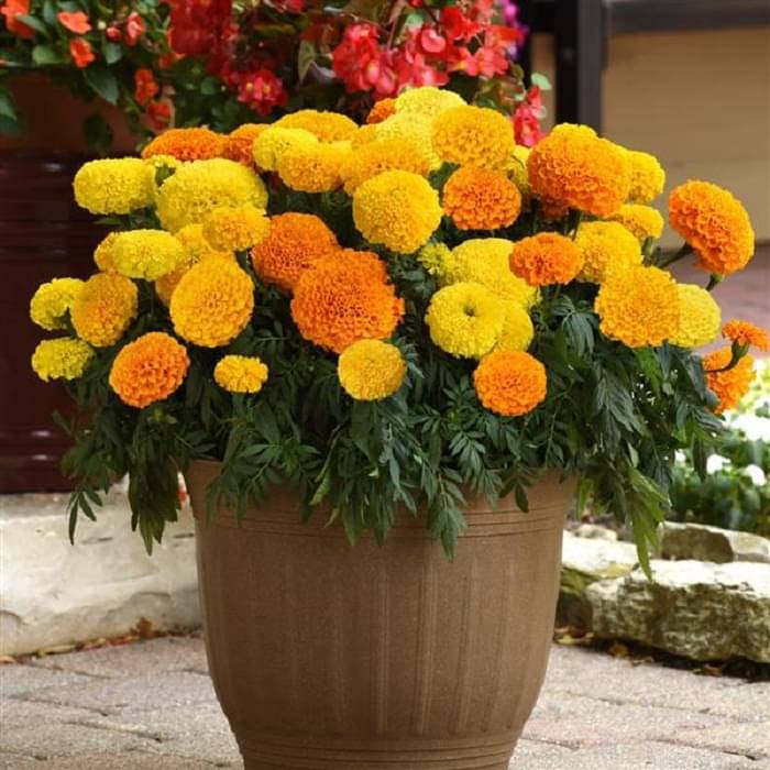     			Genda Ful Marigold Mixed Flower ( 30 Seeds )