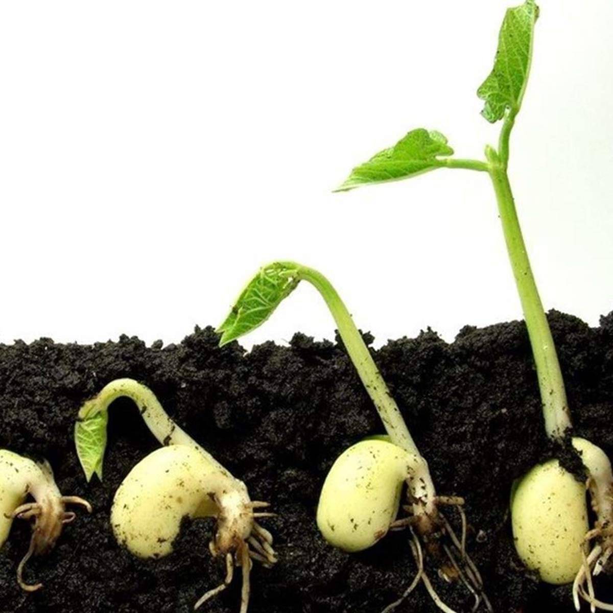     			Organic Potting Soil Mix, Garden Soil for Indoor Outdoor Plants, Vegetables and Flowers