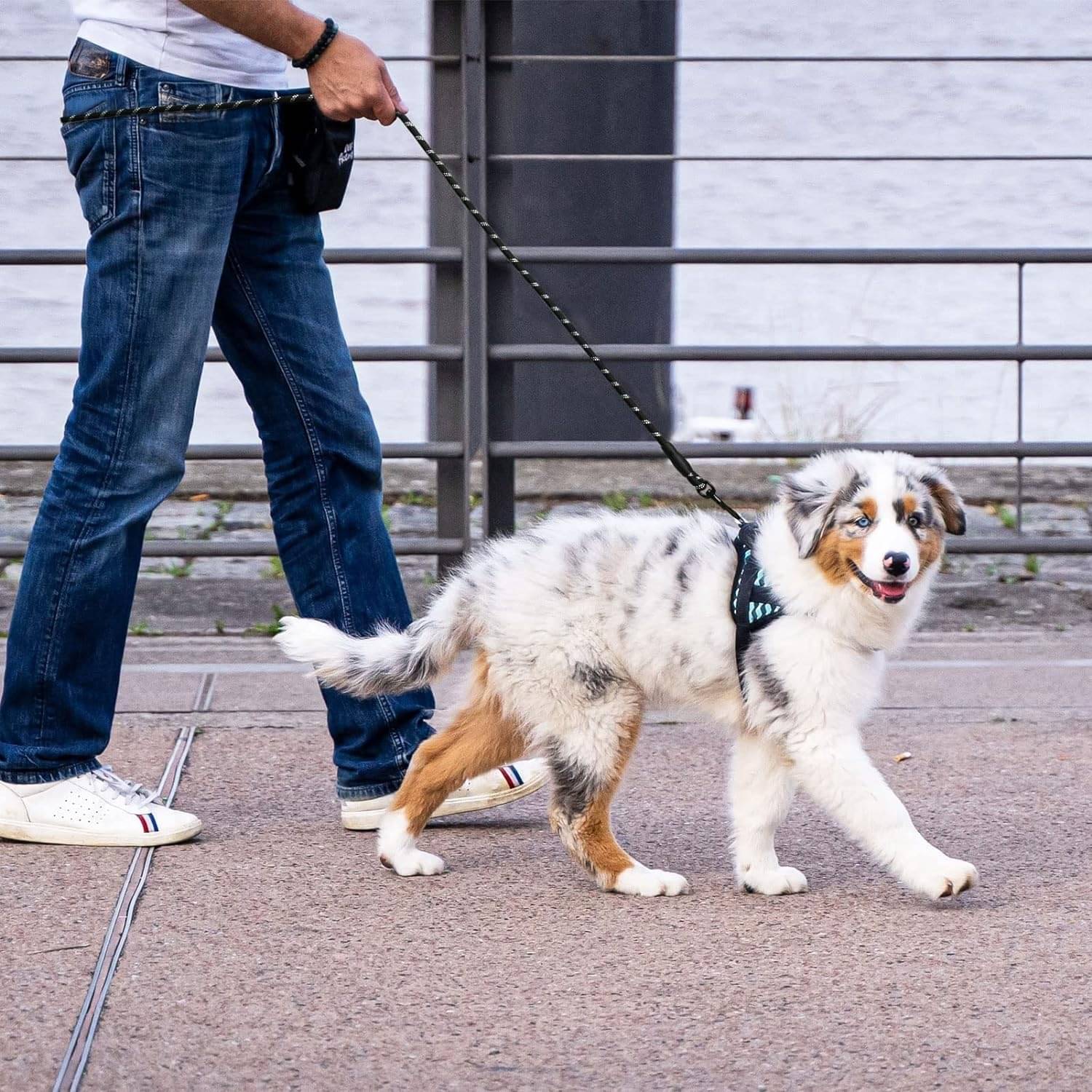 Skindora Multicolor Leash ( Large ) Skindora Multicolor Leash ( Large )