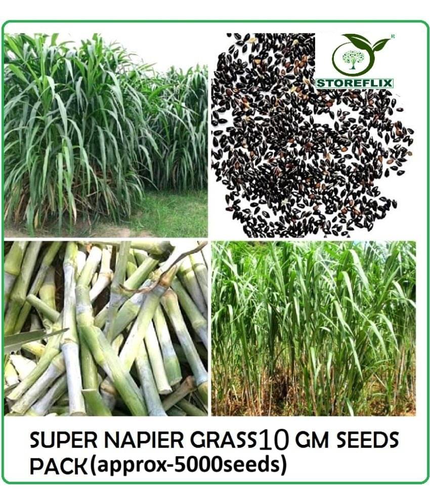     			super napier green elephant grass 10 gm seeds pack for outdoor farming use with instrucion manual