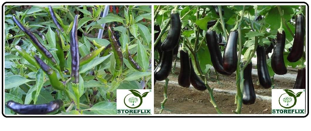 2 types vegetable black chilli 50 and brinjal purple long 100 seeds pack with user manual for home kitchen gardening use 2 types vegetable black chilli 50 and brinjal purple long 100 seeds pack with user manual for home kitchen gardening use