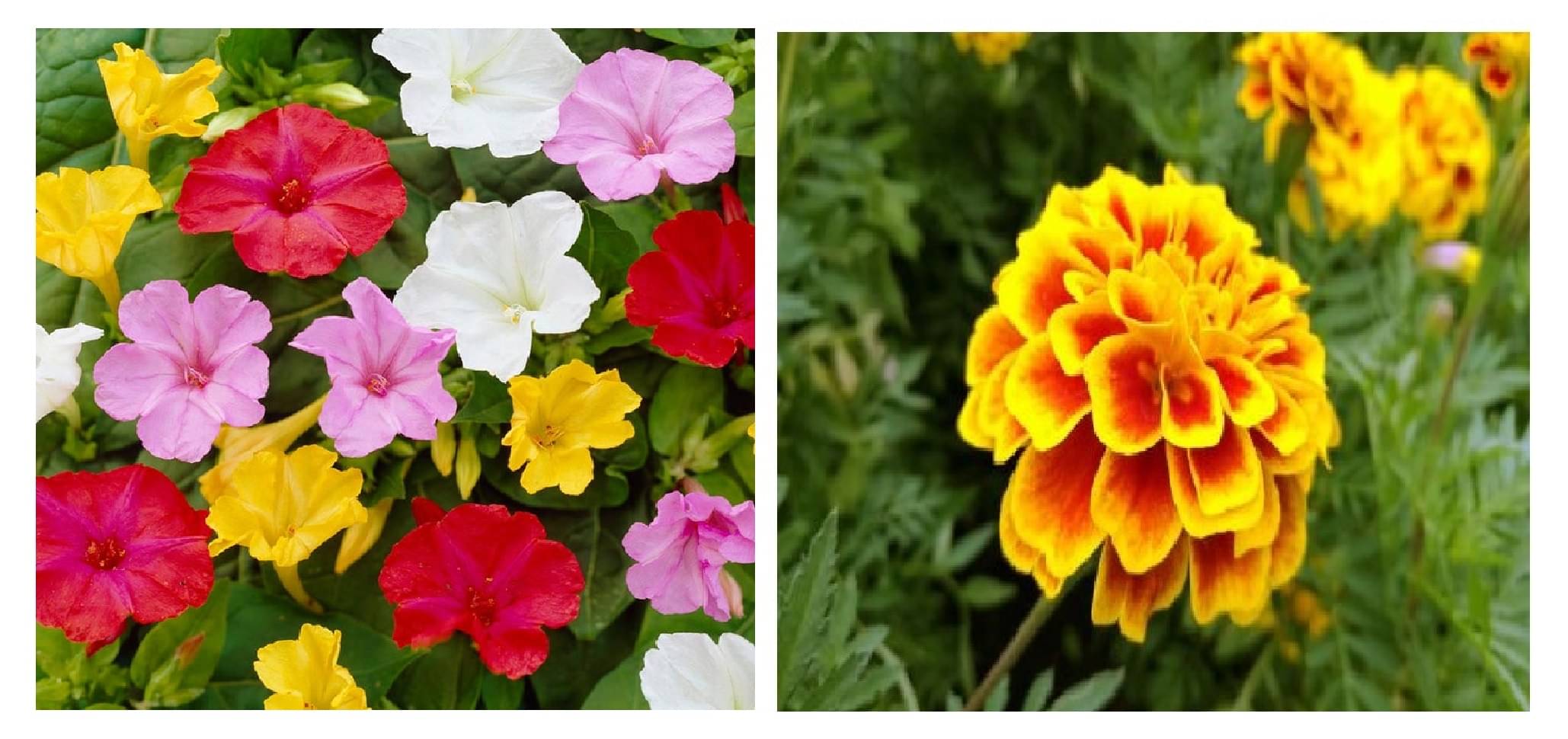 4 'o' clock flower 30 seeds and marigold french marigold 50 seeds pack with free cocopeat and user manual 4 'o' clock flower 30 seeds and marigold french marigold 50 seeds pack with free cocopeat and user manual