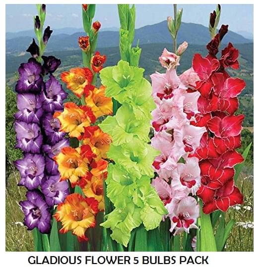     			GLADIOUS MIX COLOR  Imported  Flower 5 Bulbs PACK WITH USER MANUAL