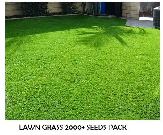    			LAWN GRASS 2000 SEEDS PACK WITH USER MANUAL FOR TERRACE AND OUTDOOR GARDENING