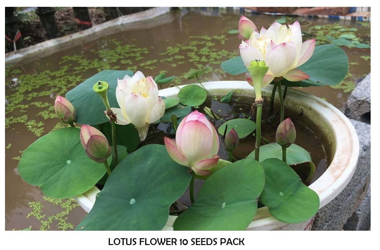     			LOTUS FLOWER 10 SEEDS PACK WITH USER MANUAL