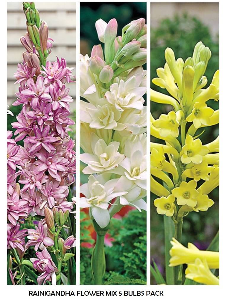 Tuberose Rajnigandha Double MIX Imported COLOR Flower 5 Bulbs PACK WITH USER MANUAL Tuberose Rajnigandha Double MIX Imported COLOR Flower 5 Bulbs PACK WITH USER MANUAL