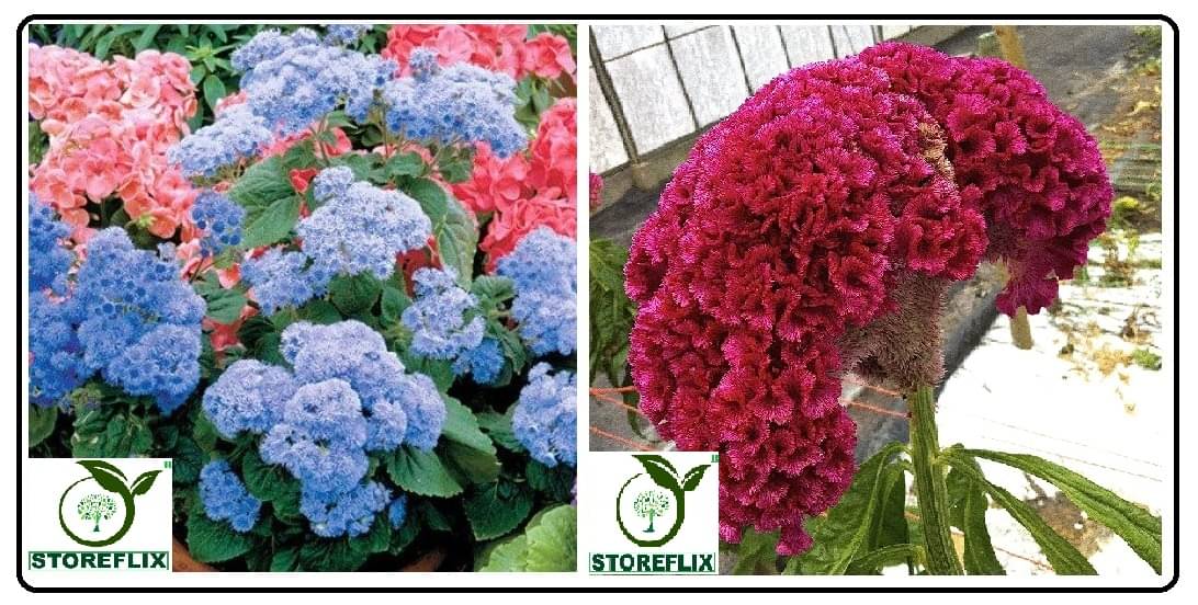     			ageratum flower 30 seeds and cocks comb flower 100  seeds pack with free cocopeat and user manual